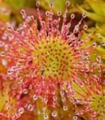 DROSERA (Drosera rotundifolia L.)