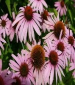 ECHINACEA (Echinacea angustifolia)