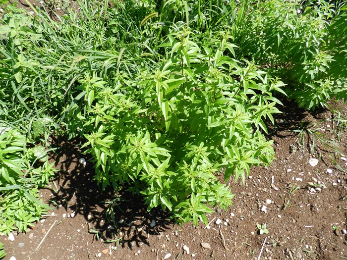 LIPPIA CITRIODORA/VERBENA ODOROSA AA - immagine 3
