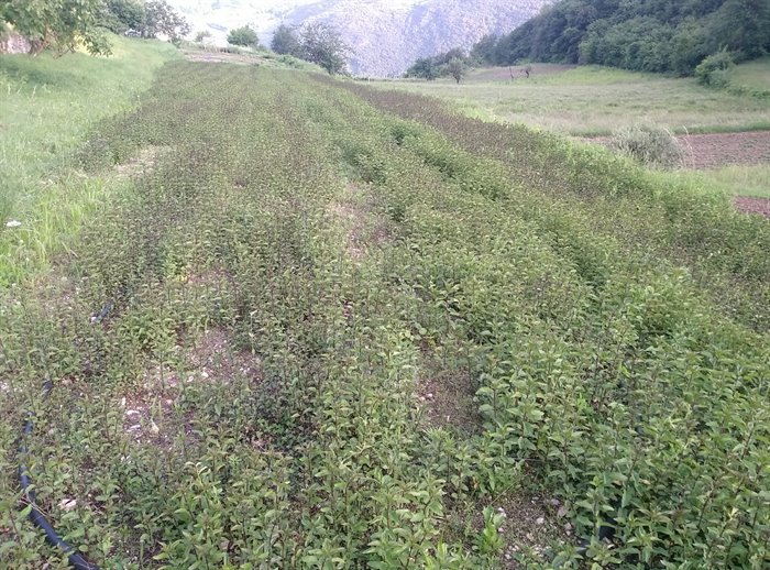 MENTA AA - immagine 2