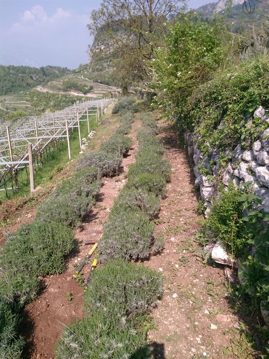 LAVANDA OE - immagine 2