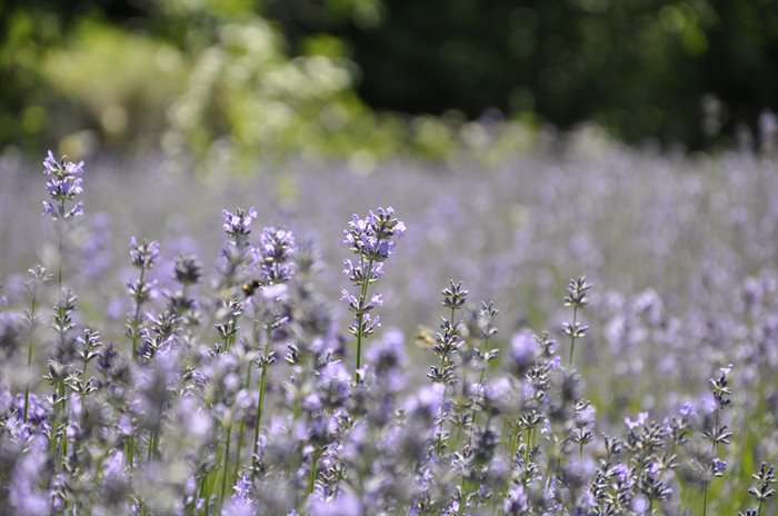 LAVANDA OE - immagine 3