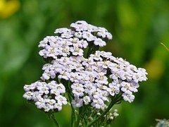 ACHILLEA OLEOLITO - immagine 2