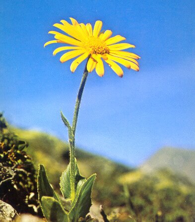 ARNICA OLEOLITO - immagine 2