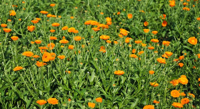 CALENDULA OLEOLITO - immagine 2