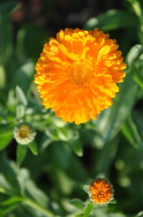 CALENDULA OLEOLITO - immagine 3