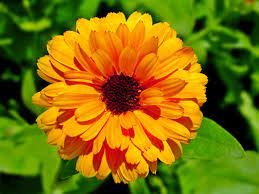 CALENDULA TM - immagine 4