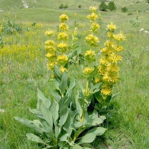 GENZIANA TM - immagine 4