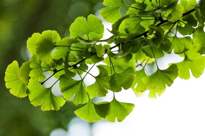 GINKGO TM - immagine 4