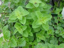 ORIGANO TM - immagine 4