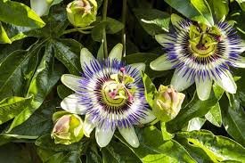 PASSIFLORA TM - immagine 4
