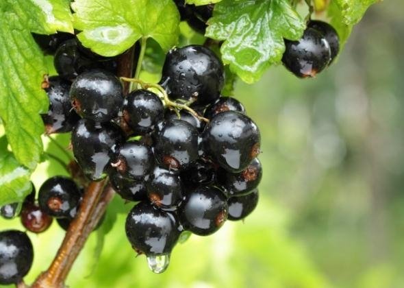 RIBES NERO TM - immagine 4