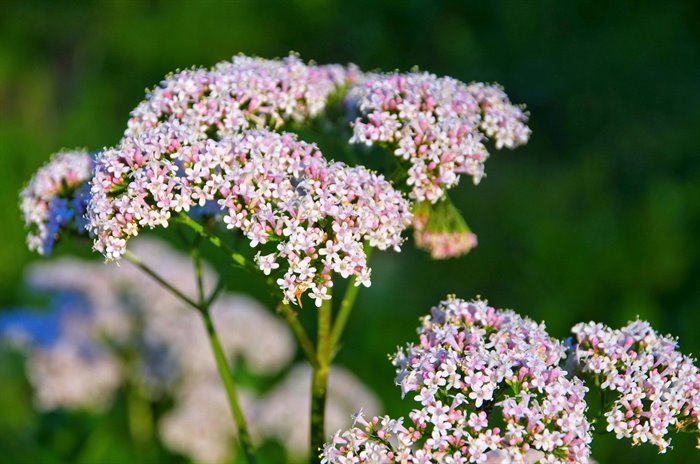 VALERIANA TM - immagine 4