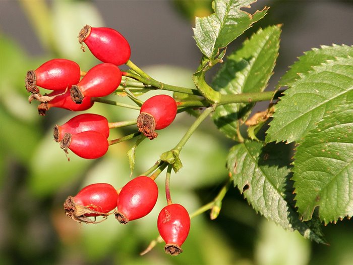 ROSA CANINA MG 1DH - immagine 4