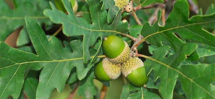 QUERCIA MG 1DH - immagine 4