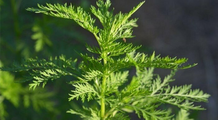 ARTEMISIA ANNUA TM - immagine 4