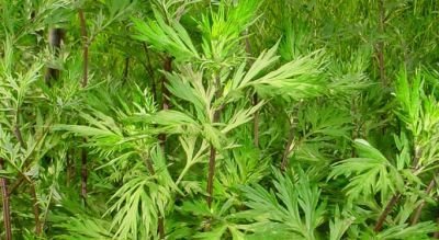 ARTEMISIA COMUNE TM - immagine 4