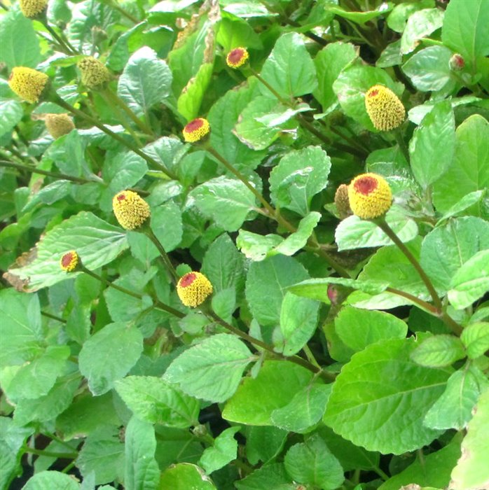 ACMELLA TM - immagine 4