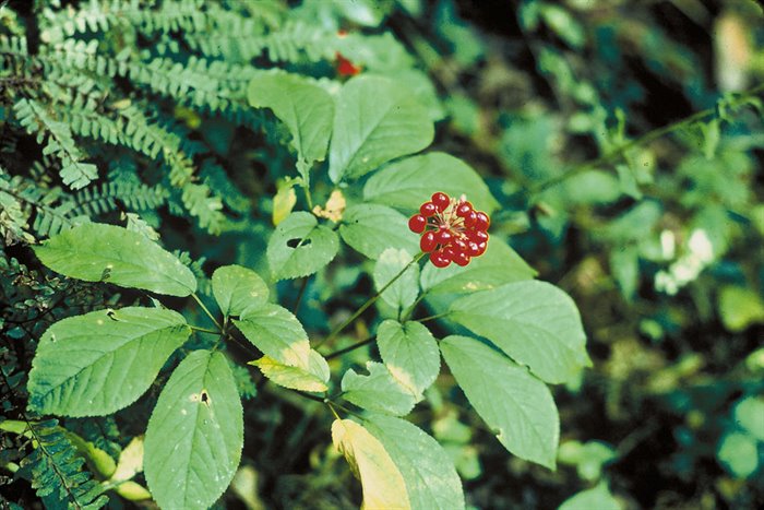 GINSENG TM - immagine 4