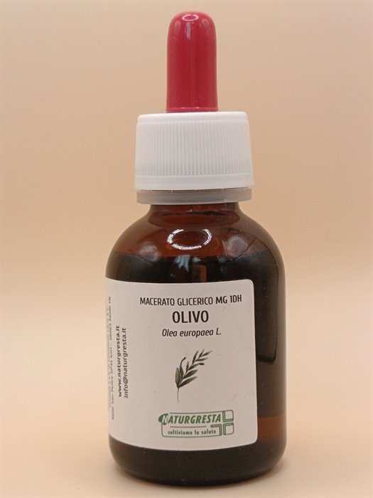 OLIVO MG 1DH - immagine 2